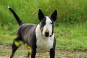 猛犬起名大全（萌萌的小狗需要一个恰当的名字）