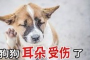 如何处理宠物狗狗受伤的各个部位（掌握正确的处理方法，让狗狗尽快康复）
