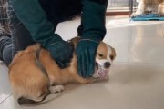 如何改掉宠物犬咬人恶习？（用科学方法，让你的狗狗变得温顺友善）