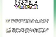 如何正确护理宠物狗的牙齿（从日常护理到专业治疗，让狗狗拥有健康牙齿）
