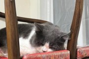 猫瘟不能自愈（关于猫瘟的真相）
