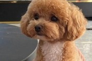 以杂交泰迪狗能活多久？（探索杂交泰迪狗的寿命与长寿秘诀）