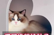 猫咪肚子屎拉不出来怎么办？（解决猫咪便秘问题的方法）