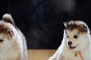 宠物拉肚子怎么处理？（解决宠物便便问题的方法和注意事项）