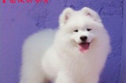 探寻萨摩耶犬的价格之谜（了解为何大家热爱微笑天使）