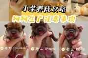 如何为怀孕的柴犬提供最佳饮食（为您的宠物提供全面均衡的营养，保证母犬和幼犬的健康）