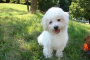 养比熊犬必备知识（准备什么才能给比熊犬一个健康快乐的生活？）