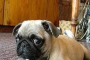 爱犬之健康（以巴哥犬吃骨头的禁忌）