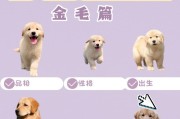 金毛宝宝成长指南（关注幼犬期养育要点，为金毛宝宝提供健康成长环境）