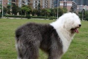 古牧犬的狗粮喂养指南（注意事项、营养均衡、合理搭配、正确喂养）