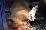 怎样给受伤的狗狗进行护理（宠物主人必知的救护方法与注意事项）