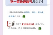 探究狗为什么会呼吸急促的原因（解密狗呼吸急促的原因，揭秘关键因素）