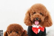 带贵宾犬就诊必须知道的几点（如何为贵宾犬提供最佳医疗保健）