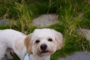 以嗨皮是什么狗？（探索嗨皮犬的特点与品种）