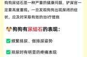 狗狗膀胱结石的饮食注意事项（预防和处理膀胱结石的关键饮食要素）