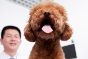 金毛肠胃不好的症状及预防方法（了解金毛肠胃不好，守护宠物健康）