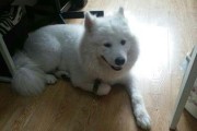 小心！萨摩耶犬8种禁食食物（以宠物为主，萨摩耶犬的饮食安全）