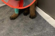 以狗狗感染细小病毒还能被救活吗？（探讨细小病毒感染对狗狗的治疗及康复情况）
