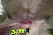 狗全骨炎的自愈时间有多长？（了解狗全骨炎康复的关键）