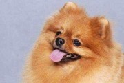 秋冬养博美必须注意的15个要点（从营养到防寒全面指导，让你的博美过一个舒适又健康的秋冬）
