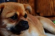 如何让宠物狗狗不认生？（让你的狗狗成为社交达人）