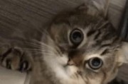 越来越多的美短猫肥胖？这些导致美短猫“肥胖”的原因一定要知道！