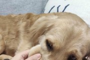 狗为什么会抽搐？（探索狗抽搐的原因及应对方法）