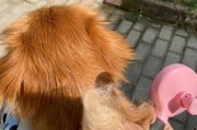 夏季狗狗毛发剃光，该不该这样做？（狗狗毛发剃光的利与弊，你需要知道的一切）