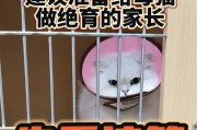 公猫绝育手术的最佳时机（了解公猫绝育手术的时间表和注意事项）