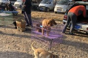 金毛的健康食谱（让宠物的毛发更健康）
