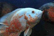 热带鱼肚子大的鱼种类及其原因（探究热带鱼肚子大的鱼类及其营养需求）