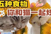猫咪的健康从皇家猫粮开始（皇家猫粮为猫咪带来的全面营养和健康）