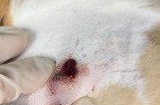 猫咪受伤了该怎么处理？（正确处理猫咪伤口的方法和注意事项）