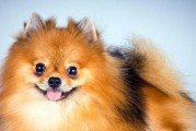 训练博美犬不乱叫的有效方法（掌握科学技巧，让你的宠物安静又听话）