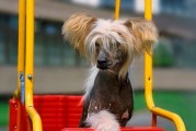 探究中国冠毛犬的繁殖特点（以宠物为主，了解冠毛犬的生育与配种过程）