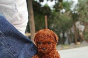 教你如何训练泰迪坐下（以宠物为主，让爱犬成为听话的好宝贝）