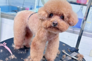 泰迪犬梳毛全攻略：为什么非梳不可？