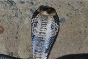 如何科学喂养玻璃猫（了解玻璃猫的饮食需求，让它健康快乐生活）