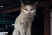 猫吃鸡肉的好处（为宠物猫提供全面营养的首选之一）