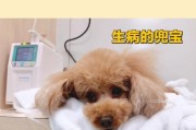 初到狗狗，这些注意事项一定要知道！（以宠物为主，为爱犬健康成长保驾护航）