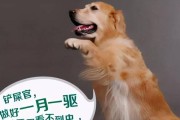 注射疫苗，给狗狗健康保驾护航