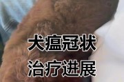 犬瘟疫情的发作过程及预防措施（探究犬瘟的发病周期和早期症状，守护宠物健康）