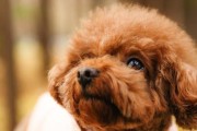 泰迪犬流口水的原因（探究泰迪犬流口水的问题及解决方案）
