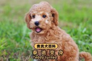 泰迪狗的饮食习惯与健康（探讨泰迪狗对狗粮以及其他食物的偏好和需求）