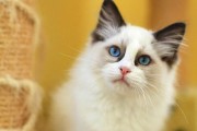小猫疫苗种类全解析（不同种类小猫疫苗该如何选择？）