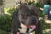 探秘以米亚基犬（解读以米亚基犬的起源、特点与培养方法）