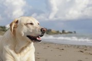 美系与英系萨摩耶犬的审评（从宠物角度分析两个品种的异同）