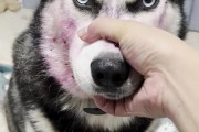 二哈是什么狗狗？（探寻二哈的独特魅力和特点）
