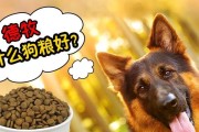 为你的牛头梗选择最适合的狗粮！（专业宠物主人必看，了解如何选择最健康的狗粮。）