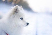 银狐犬能否食用玉米面粥？（关于宠物狗饮食的注意事项）